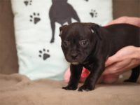 Staffordshire Bull Terrier - litter D