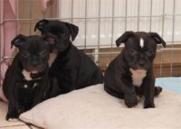 Staffordshire Bull Terrier - litter D