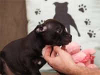 Staffordshire Bull Terrier - litter D