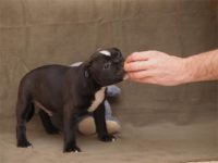 Staffordshire Bull Terrier - litter D