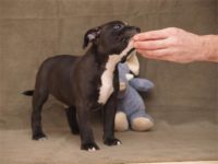 Staffordshire Bull Terrier - litter D