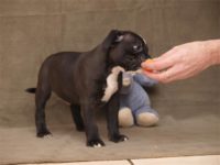 Staffordshire Bull Terrier - litter D