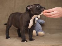 Staffordshire Bull Terrier - litter D