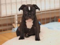 Staffordshire Bull Terrier - litter D