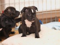 Staffordshire Bull Terrier - litter D