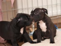 Staffordshire Bull Terrier - litter D