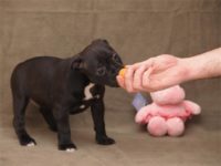 Staffordshire Bull Terrier - litter D