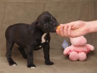 Staffordshire Bull Terrier - litter D