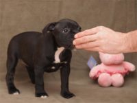 Staffordshire Bull Terrier - litter D