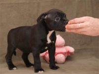 Staffordshire Bull Terrier - litter D