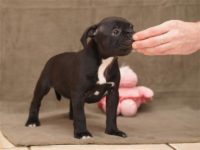 Staffordshire Bull Terrier - litter D