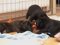 Staffordshire Bull Terrier - litter D