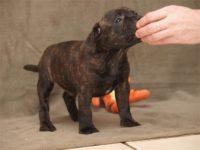 Staffordshire Bull Terrier - litter D