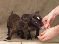 Staffordshire Bull Terrier - litter D