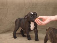 Staffordshire Bull Terrier - litter D