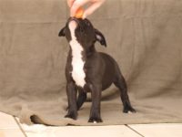 Staffordshire Bull Terrier - litter D