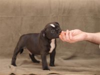 Staffordshire Bull Terrier - litter D