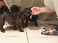 Staffordshire Bull Terrier - litter D