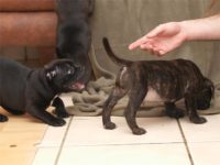 Staffordshire Bull Terrier - litter D