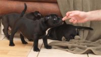 Staffordshire Bull Terrier - litter D