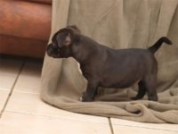 Staffordshire Bull Terrier - litter D