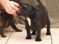 Staffordshire Bull Terrier - litter D