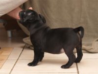 Staffordshire Bull Terrier - litter D