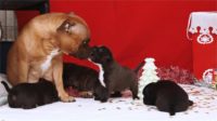 Staffordshire Bull Terrier - litter D