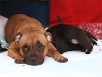 Staffordshire Bull Terrier - litter D