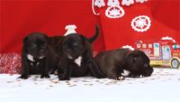 Staffordshire Bull Terrier - litter D