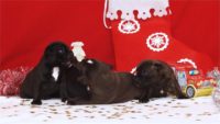 Staffordshire Bull Terrier - litter D