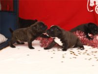 Staffordshire Bull Terrier - litter D