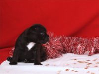 Staffordshire Bull Terrier - litter D