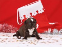 Staffordshire Bull Terrier - litter D