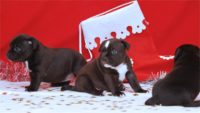 Staffordshire Bull Terrier - litter D