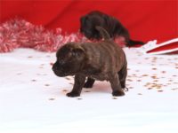 Staffordshire Bull Terrier - litter D