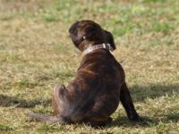 Staffordshire Bull Terrier