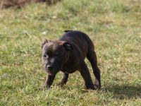 Staffordshire Bull Terrier