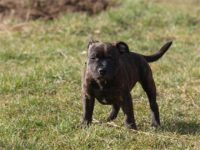 Staffordshire Bull Terrier