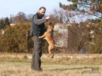 Staffordshire Bull Terrier