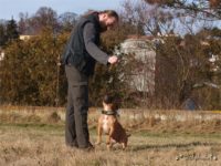 Staffordshire Bull Terrier