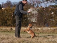 Staffordshire Bull Terrier