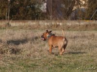 Staffordshire Bull Terrier