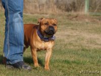 Staffordshire Bull Terrier