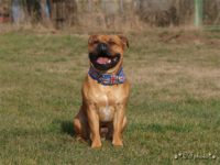 Staffordshire Bull Terrier