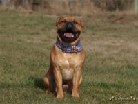 Staffordshire Bull Terrier