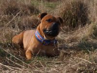 Staffordshire Bull Terrier