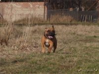 Staffordshire Bull Terrier