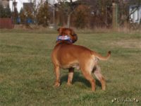 Staffordshire Bull Terrier