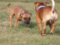 Staffordshire Bull Terrier